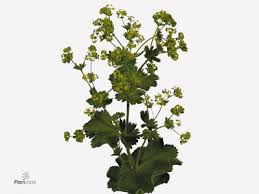 Image result for Alchemilla microbetula