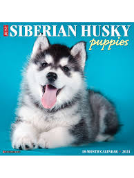 Find your perfect puppy at puppyfind.com! Willow Creek Calendar Siberian Husky Puppies Office Depot