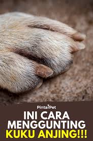 Anak anjing kampung lucu bagus gemesin youtube. Pin Di Tips Anjing