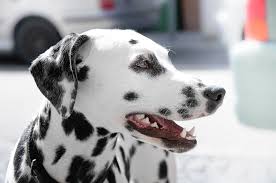 Best Dog Food For Dalmatians Puppies Adult Diet Nutrition