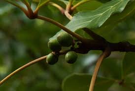 Image result for Vitex doniana