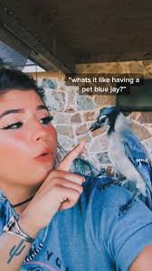 How to Take Care of A Blue Jay Bird As A Pet
