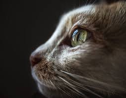 Majoritatea obiceiurilor lor încep să fie elucidate de știință. Ziua InternaÅ£ionalÄƒ A Pisicii 30 De Imagini Adorabile Cu Cele Mai RÄƒsfÄƒÈ›ate Animale CasÄƒ Si Familie Animale Eva Ro