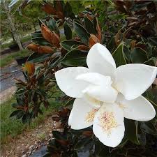 Little gem magnolia tree in winter. Little Gem Magnolia Tree On The Tree Guide At Arborday Org