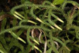 Image result for Lycopodiella cernua