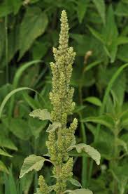 Image result for Amaranthus hybridus