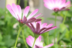 Perennial plants need time to prepare for winter, or harden off. Daisybush African Daisy Osteospermum How To Grow And Care Plantopedia