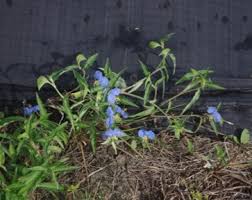 Image result for Commelina zambesica
