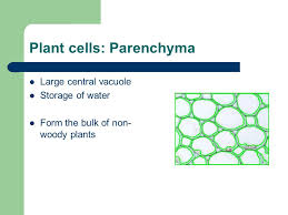 We did not find results for: Plant Structure And Function Chapter 31 Plant Cells Parenchyma Large Central Vacuole Storage Of Water Form The Bulk Of Non Woody Plants Ppt Download
