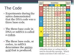 Protein Synthesis Notes Main Idea Dna Codes For Rna Which