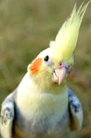 Cockatiel Yellow Bird With Red Cheeks This Is One Of Our Favourite Cockatiel Pictures Find Everything You Need For Cockatiels Here Http Www Northernparrots Best Pet Birds Cute Birds Pet Birds
