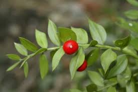 Image result for Synadenium glabratum