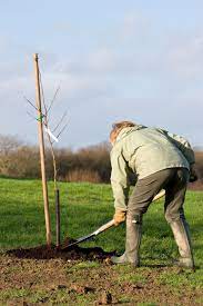 Apfelbäume können sie zu jeder jahreszeit pflanzen, solange kein frost herrscht. Pflanzzeit Fur Den Apfelbaum Wann Ist Der Beste Moment