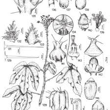 Image result for Paranecepsia alchorneifolia