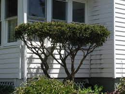 How To Prune Yew Shrubs Bushes Into Bonsai Looking Trees With The Help Of Deer Vip Yew Shrub Shrubs Pruning Shrubs