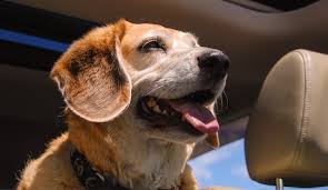 We transport 50% faster than our competition. Dog Daycare In Topeka Ks Dog Day Afternoon Topeka