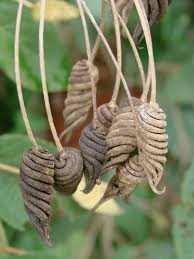 Image result for Helicteres