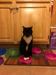 You should certainly take your cat to the vet if you have discovered a lump, but not all lumps are cancers. I Am Just A Simple Cat That Likes To Draw Things