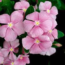 Annual Vinca Better Homes Gardens