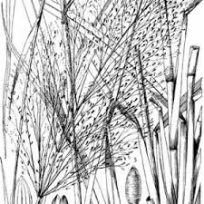 Image result for Panicum arcurameum