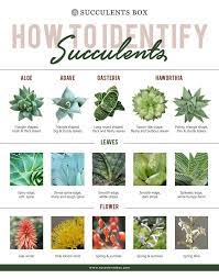 Succulents love direct sun, but if yours is sitting in the same exact spot day. How To Identify Different Types Of Succulent Part Ii Aloe Agave Gasteria And Haworthia Plant Types Of Succulents Plants Different Types Of Succulents Types Of Succulents