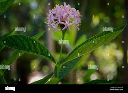 Image result for Dais cotinifolia