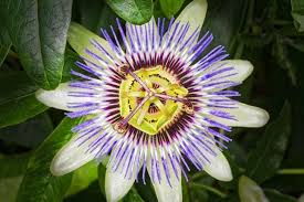 8 Health Benefits Of Passion Flower How To Use It In 2020 Passion Flower Benefits Passion Flower Passion Flower Tea