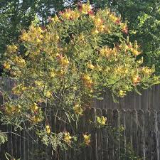 Image result for Erythrostemon