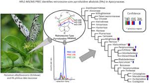 Image result for Farquharia elliptica