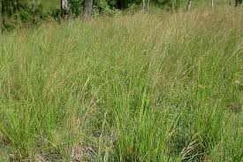 Image result for Sporobolus natalensis