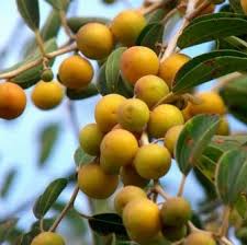 Seperti namanya, daun bidara berasal dari tanaman bidara yang cukup dikenal oleh banyak orang. 16 Manfaat Buah Bidara Dan Kandungan Buah Bidara