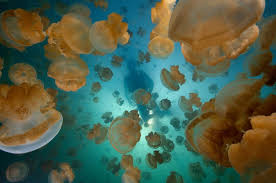 Mallorca im Quallen-Griff - Millionen schillernder Segelquallen sichtbar