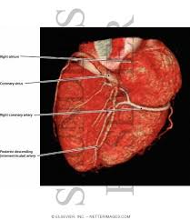 We did not find results for: Heart Posterior View