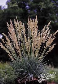 Image result for Koeleria