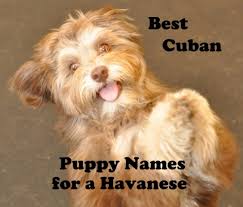 Located in southern maine, 5 minutes from the maine turnpike, and situated on 40 lovely country acres. Best Puppy Names For Havanese Dogs Pethelpful