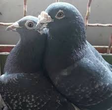 Mrmaykol79 Adli Kullanicinin Pigeons Life Panosundaki Pin Guzel Kuslar Kus