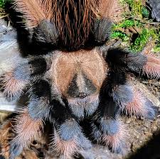 Image result for Emilia violacea