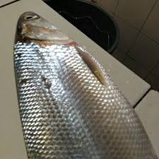 4) kelapa diparut dan dikeluarkan santannya sebanyak 1 gelas. Resepi Ikan Pindang Perak Www Resepiku Buzz