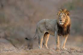 A Large Male Lion Stands Tall Watching Over The Pride As They Move Ahead Of Him There Is Nothing More Rewarding Than Ecotourism Luxury Safari Wildlife Safari
