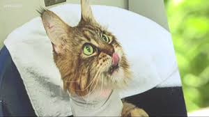 Check out 10 cute pictures of maine coon cats and kittens, and learn fun facts all about the breed including theories about its origins. Wsu Veterinary Team Saves Maine Coon Cat S Life With Brain Surgery Kvue Com