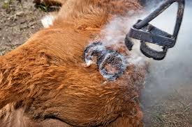 Found an article on freeze branding that i thought was an interesting sell on the technology. Cattle Thefts A Growing Risk As Covid Cools Branding Irons