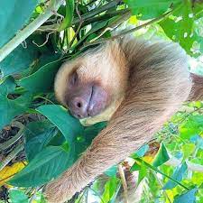 15 Adorable Sloths Here To Remind You To Slow Down And Enjoy Life Cute Baby Sloths Cute Sloth Pictures Cute Sloth