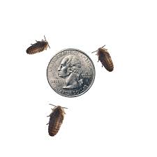 What Size Dubia Roaches To Feed A 9 Month Old Beardie? : R/Beardeddragons