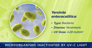 Image result for yersinia fotos