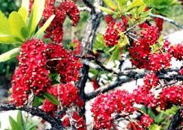 Image result for Dovyalis hispidula