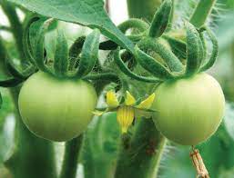 Check spelling or type a new query. The Long Keeper Tomato Countryside