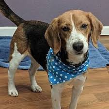 If you think yo… more. Lisbon Ohio Beagle Meet Trinity A For Adoption Columbiana County Dog Pound 1 19 19 Beagle Puppy Healthiest Dog Breeds Beagle Dog
