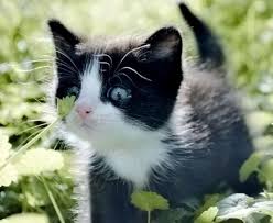 Black And White Cat With Pink Nose Curious Kitten Kittens Cutest Cute Animals Pretty Cats