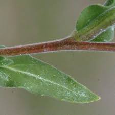 Image result for Oenothera indecora