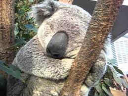 Koalas Hug Tree Trunks To Stay Cool In Hot Weather Study Shows Koala Bear Baby Koala Koala